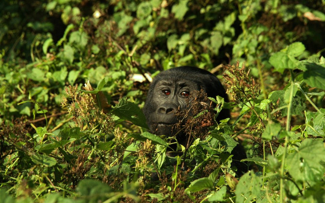 Observation des gorilles en Ouganda : l&rsquo;expérience d&rsquo;une vie !