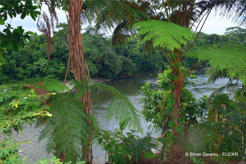 Amazonie equatorienne