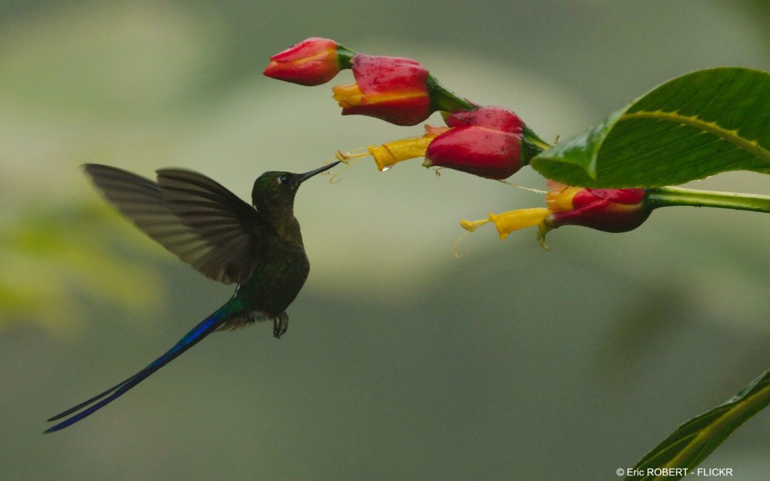 Equateur et Galapagos : une biodiversité unique au monde