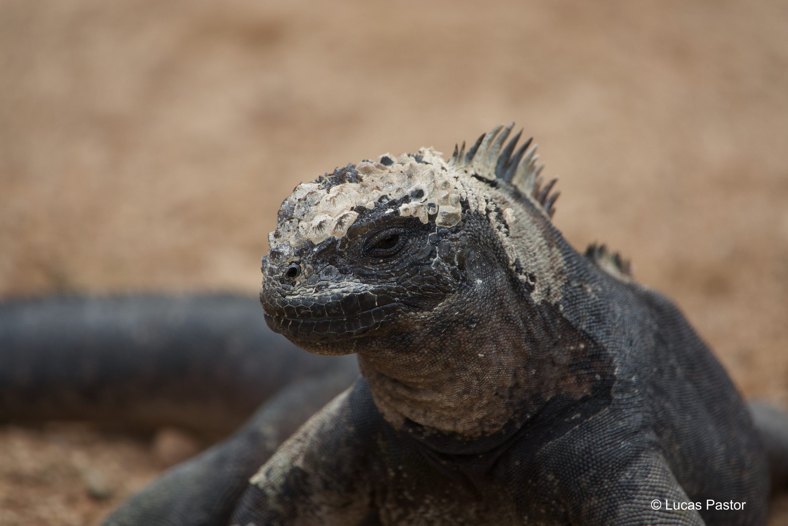 Galapagos