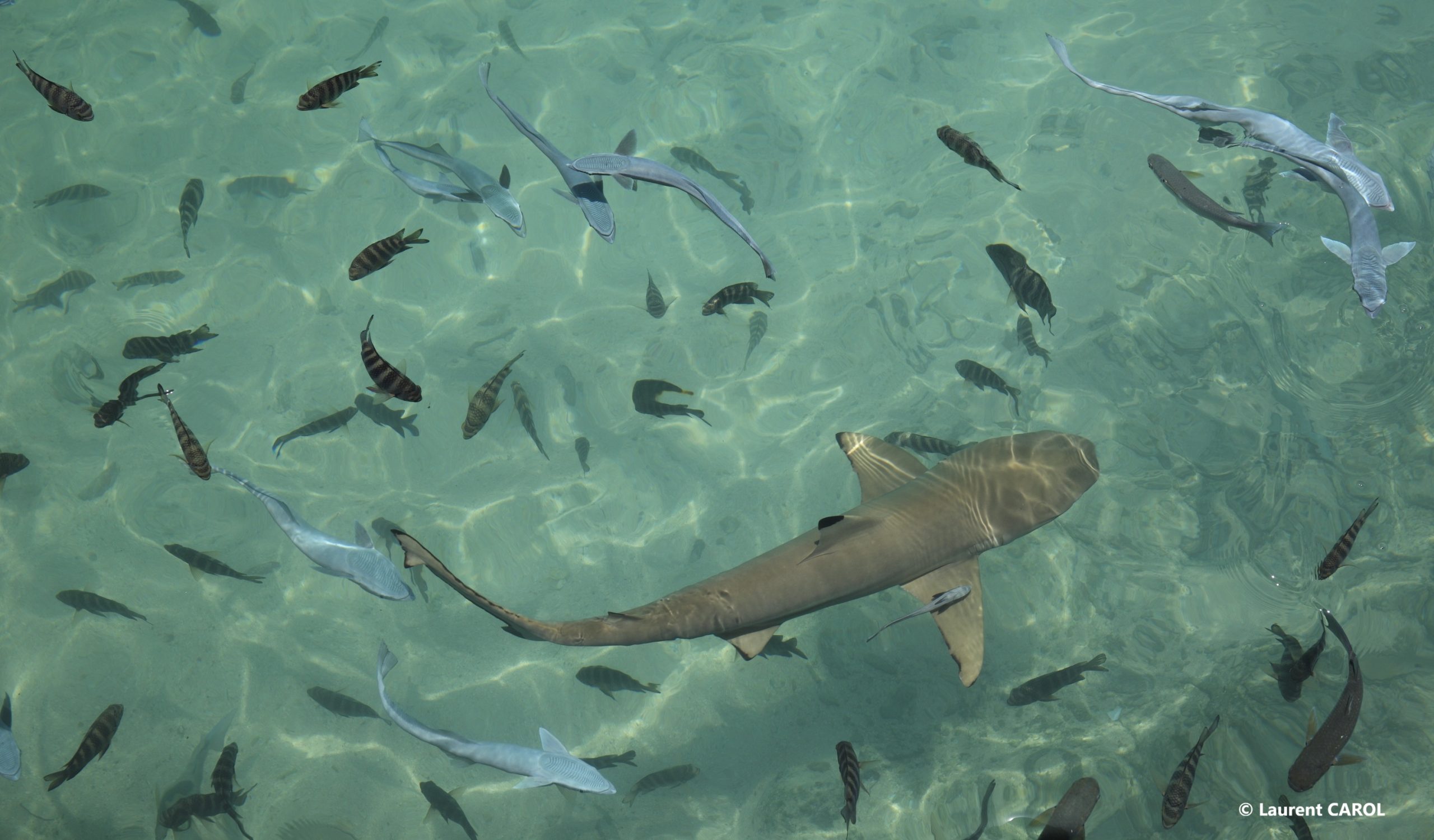 Requins à Tikehau
