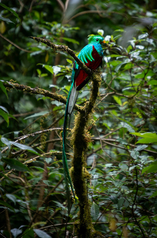 Voyage sur mesure au Costa Rica